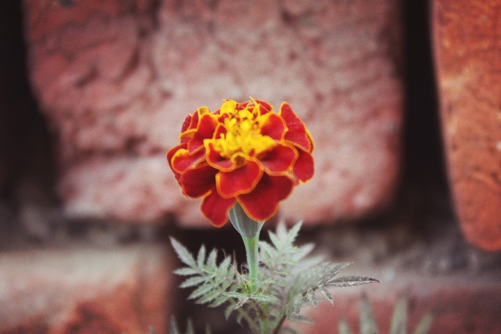 beautiful rose