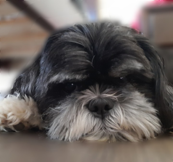 beauty dog