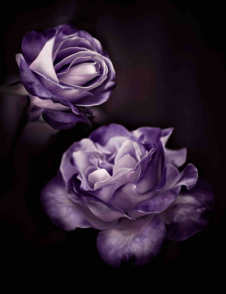pirple rose