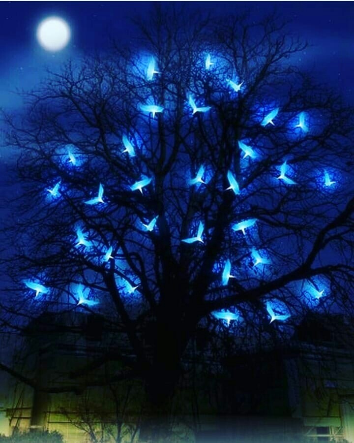 moon light