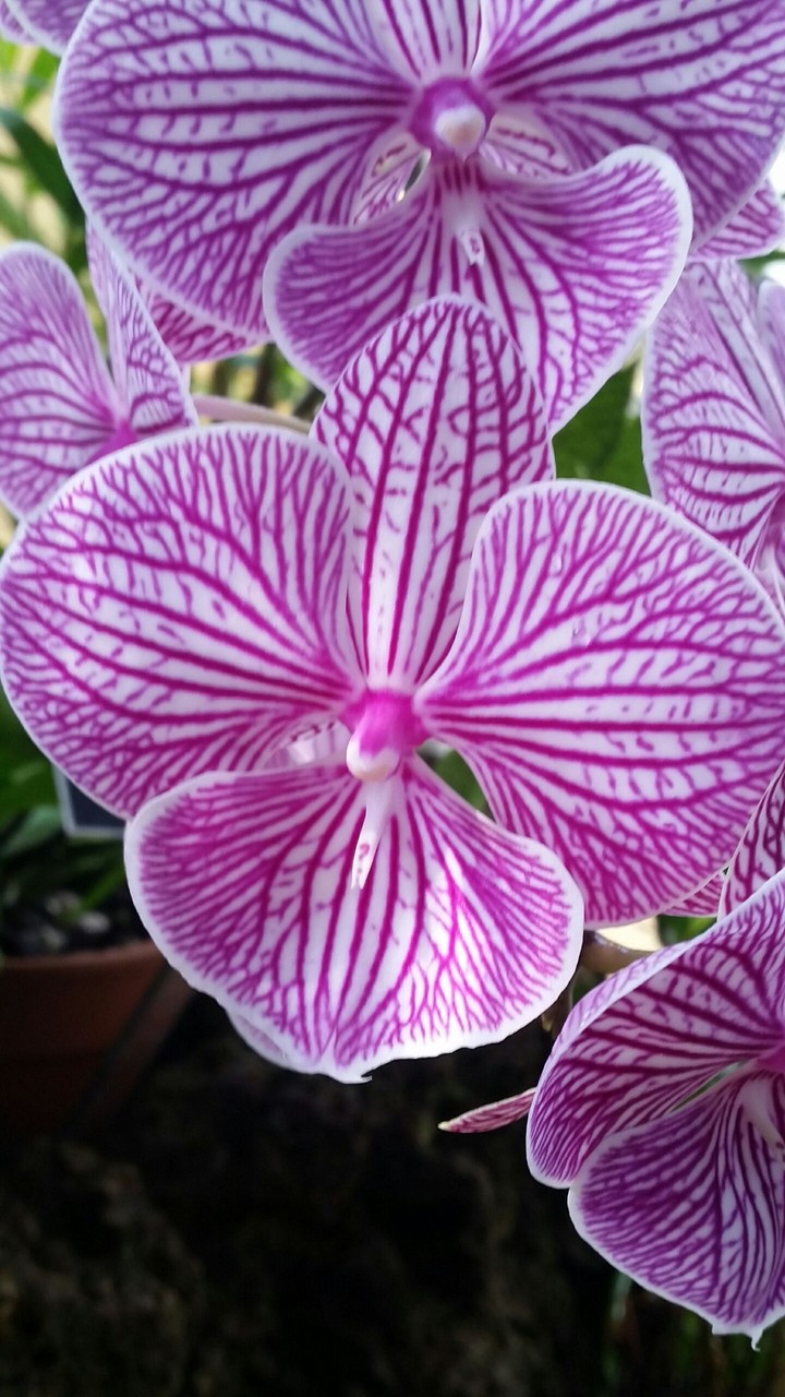 Orchids