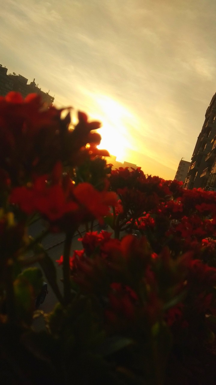 red flowers ?❤️
