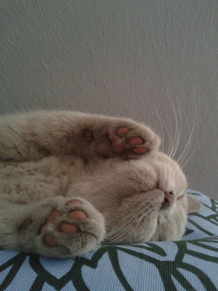 Molly