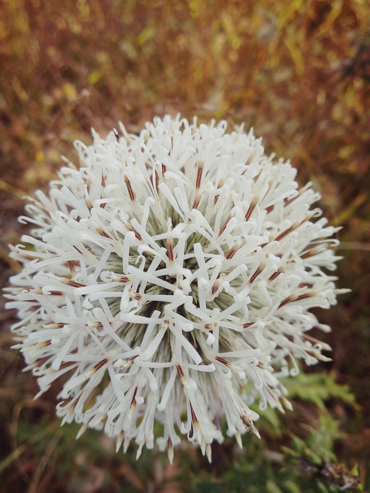 amazing flower