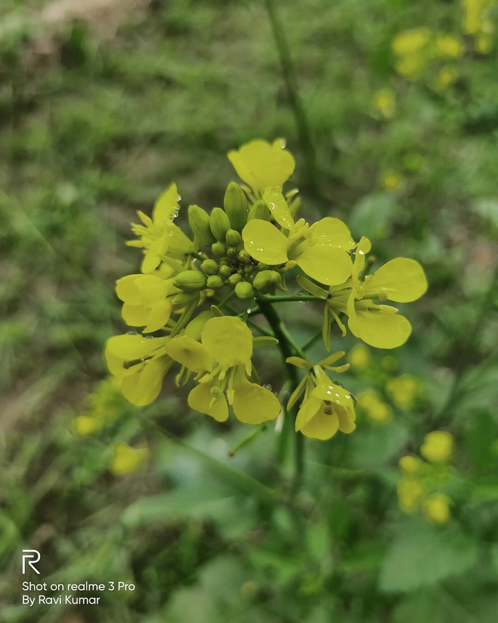flower