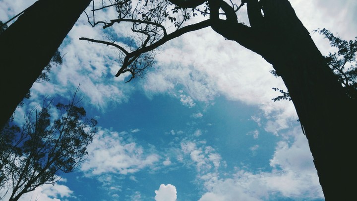 tree and sky