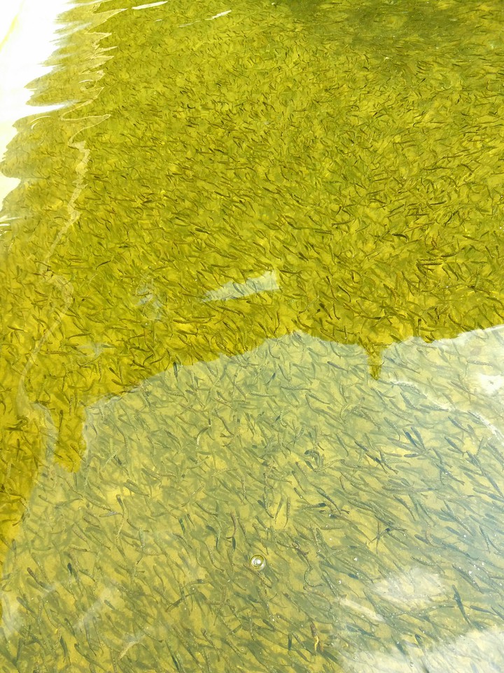 Fish Pool