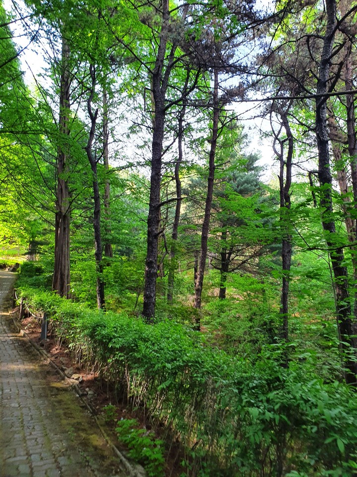 Trees:)