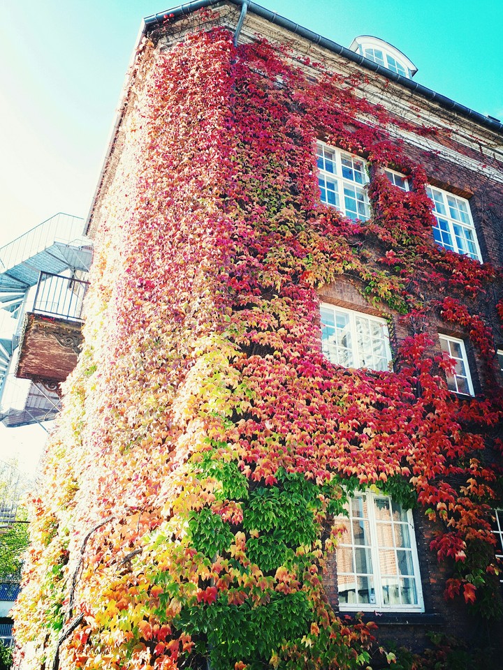 Autumn colours