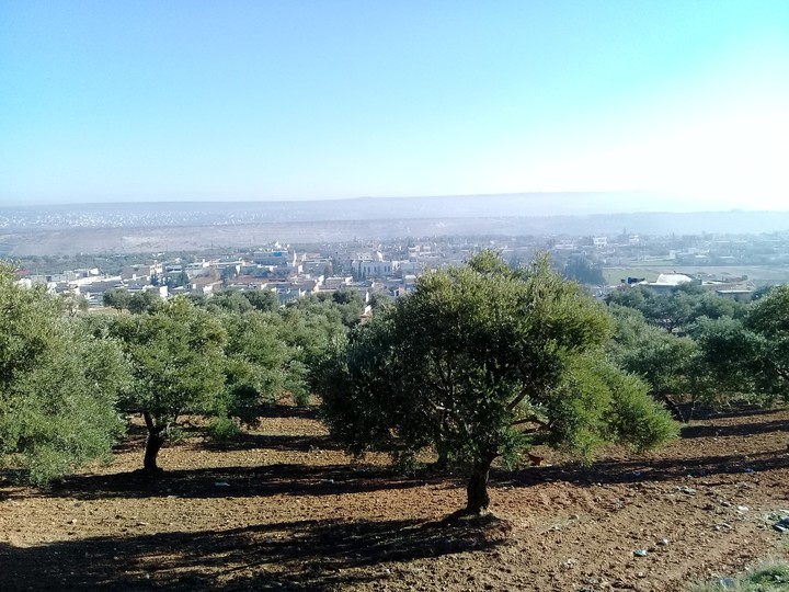 بلدي