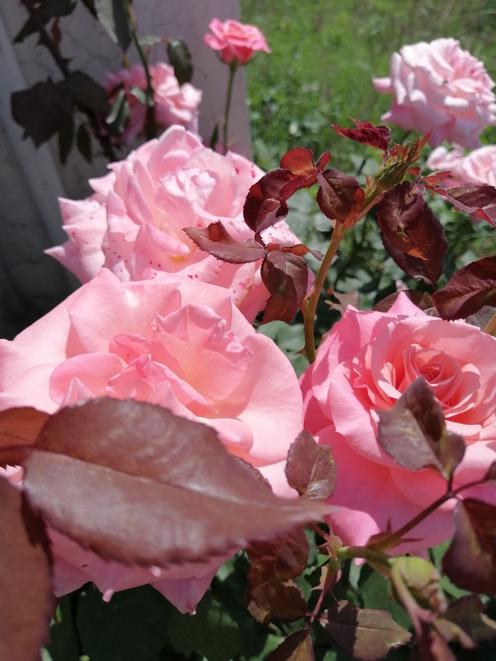 pink roses