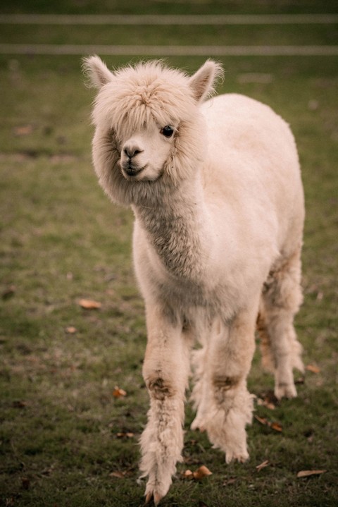 רקעים fur, Livestock