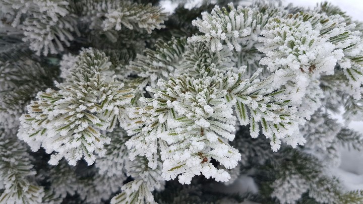 Tree during winter