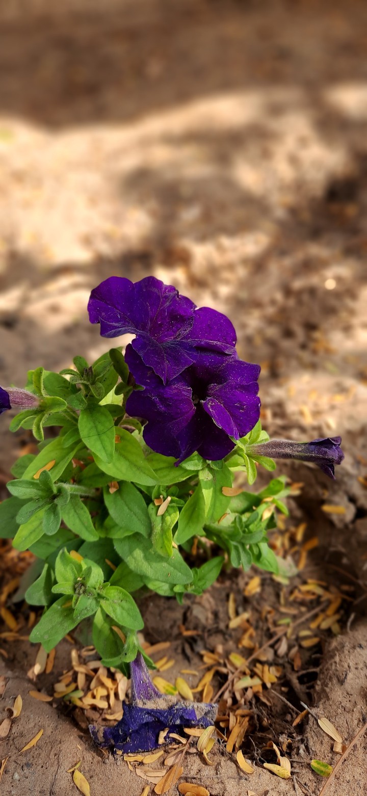 flora