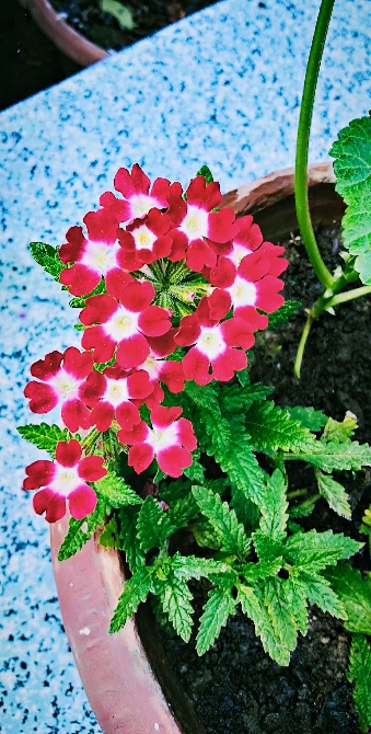 BLOSSOM
