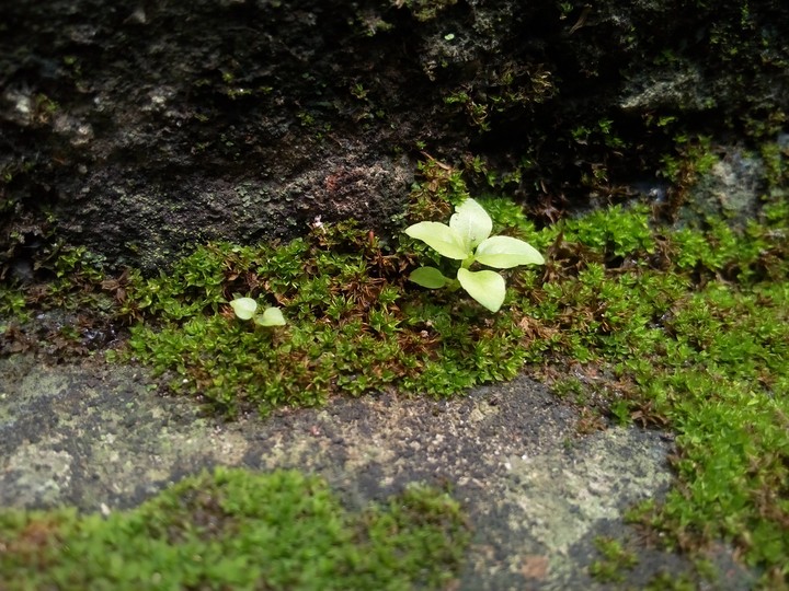 plant
