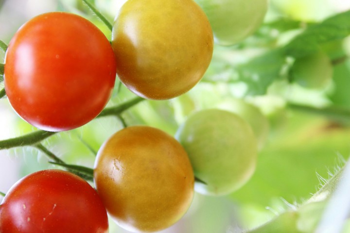 Summertime Garden
