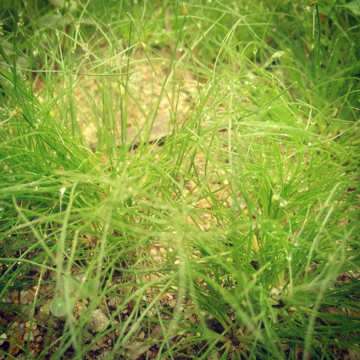grass