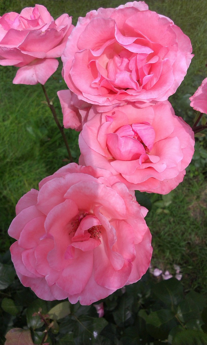 rose