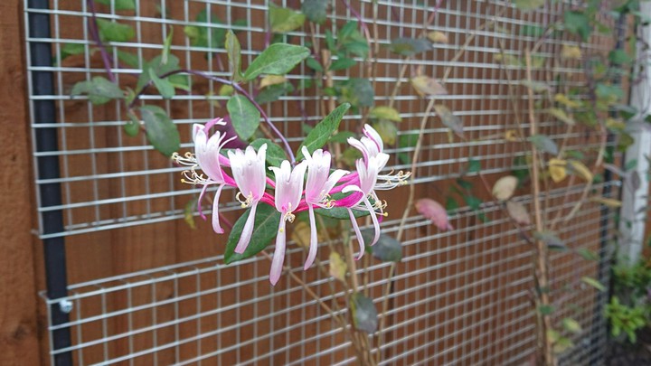 Plants  Has first Summer flower