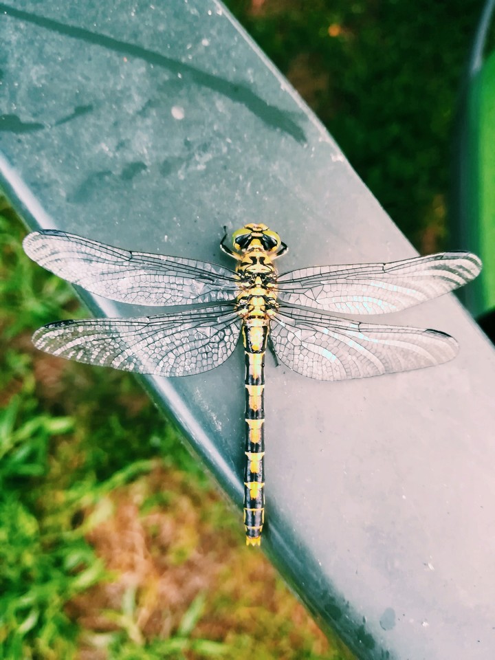 Yellow dragonfly