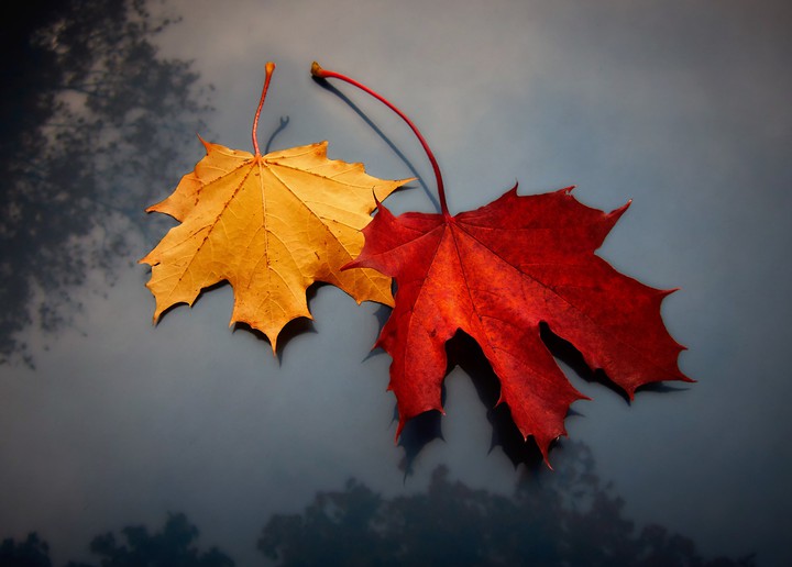 Leaves...