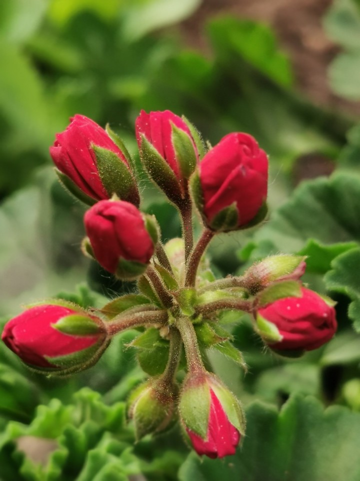 flowers blooming