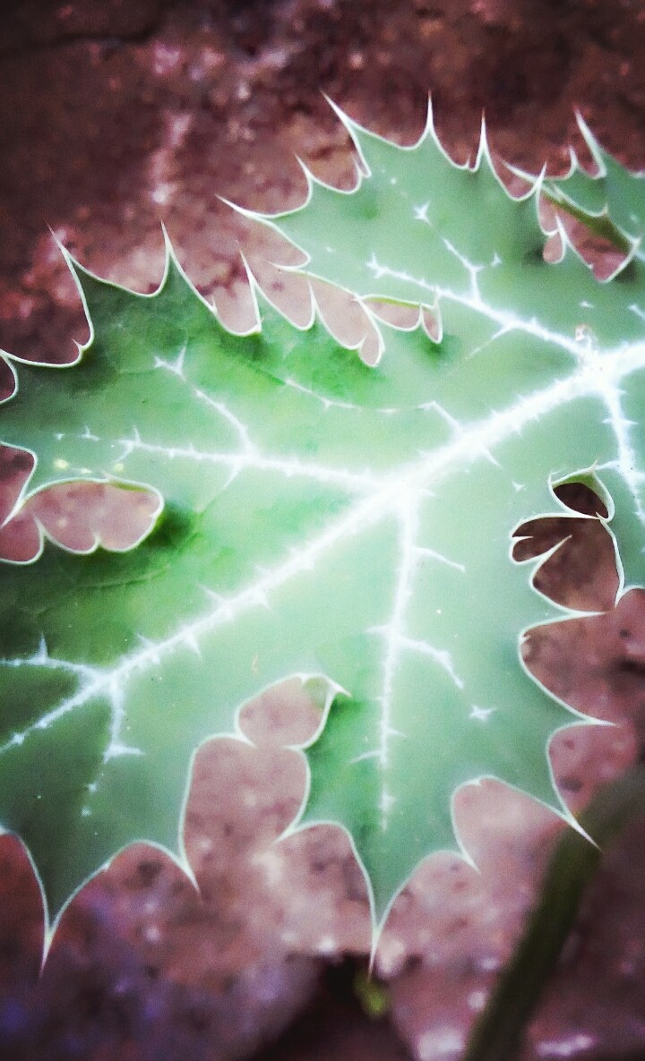 plant
