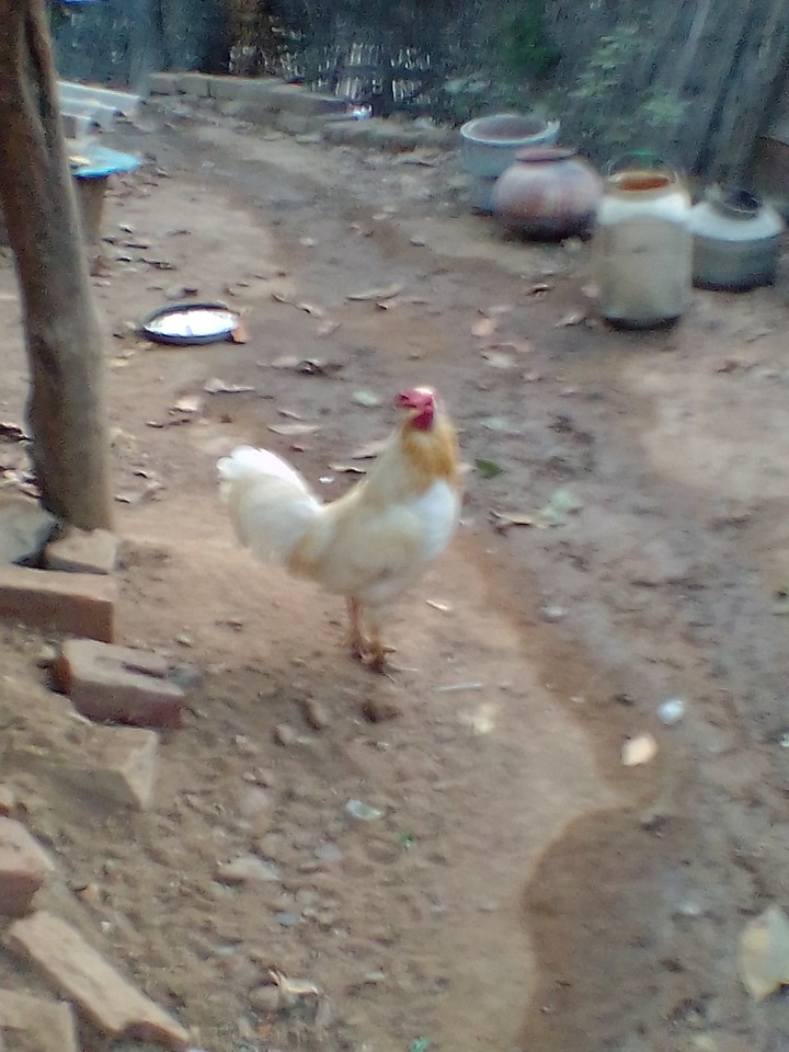 goru