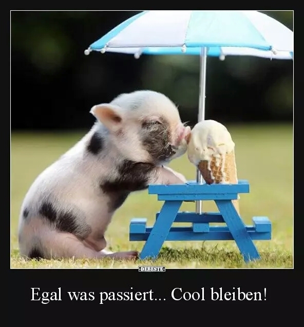 lustiges Schweinchen