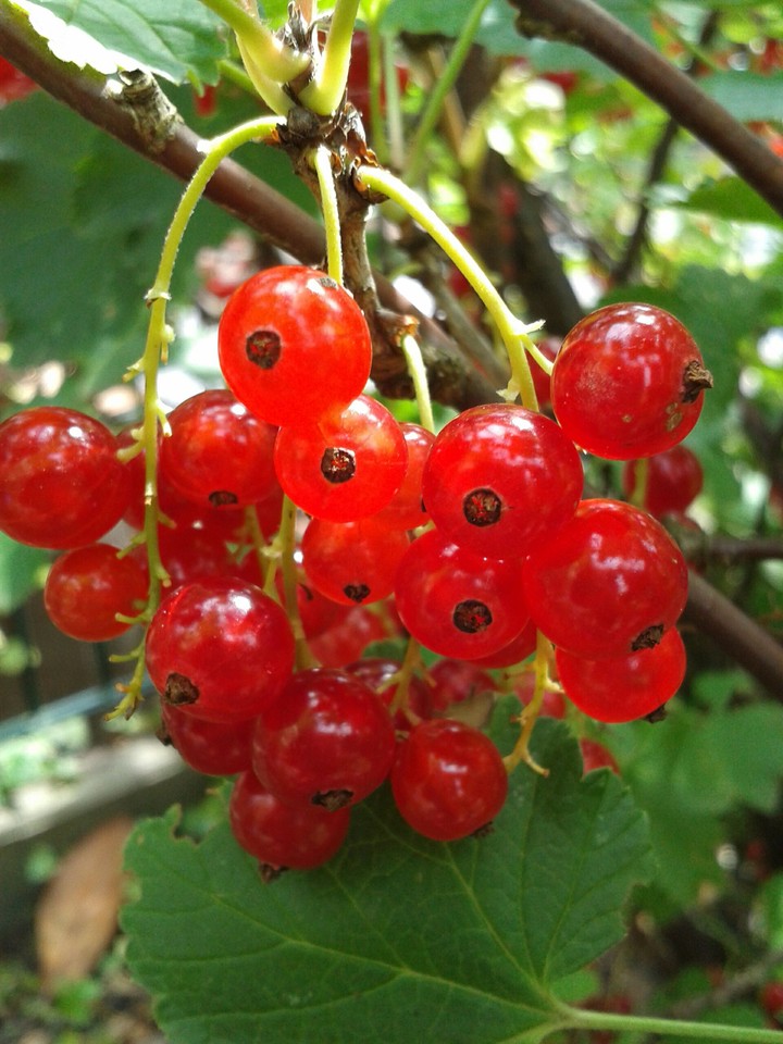 Johannisbeeren