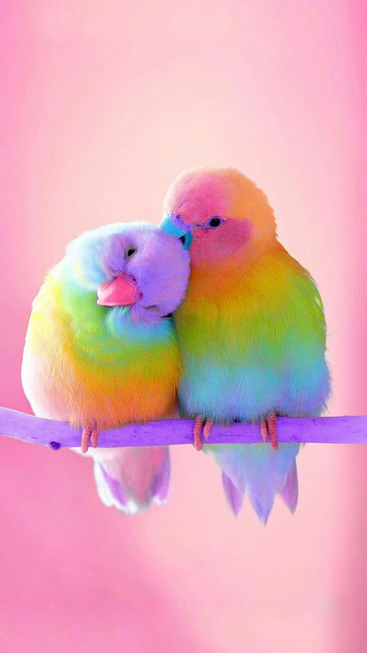 parrots