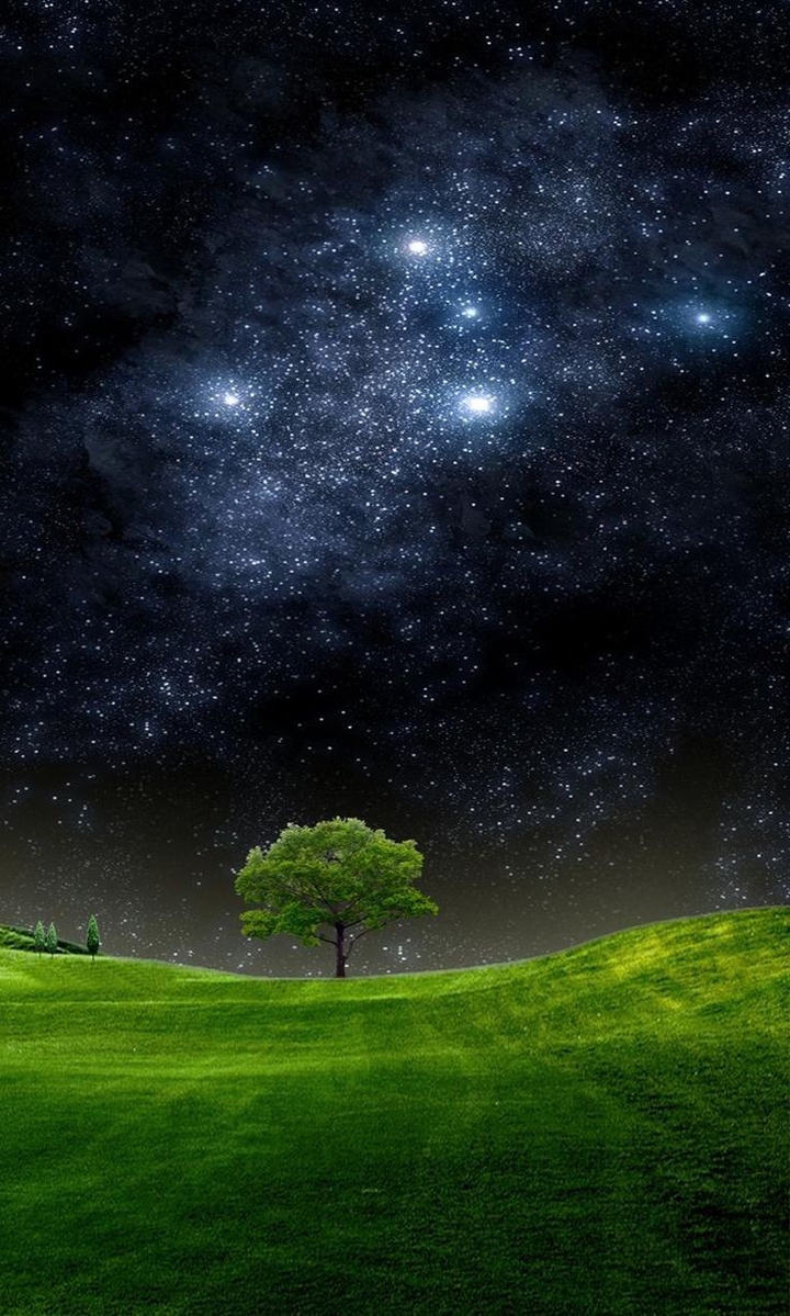 night tree