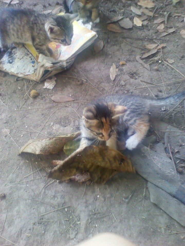 Patitas  DIANA kiana ardes