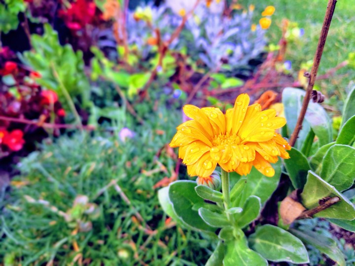 flowers