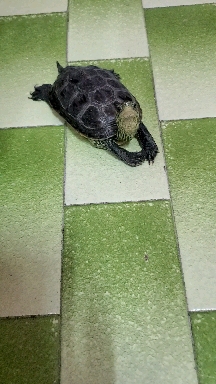 tortoise