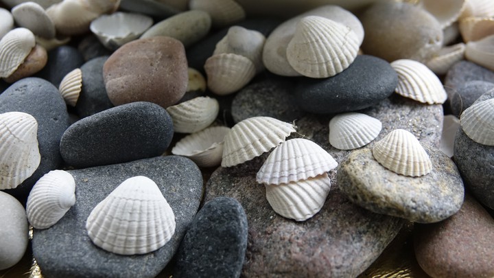 Stones and schels