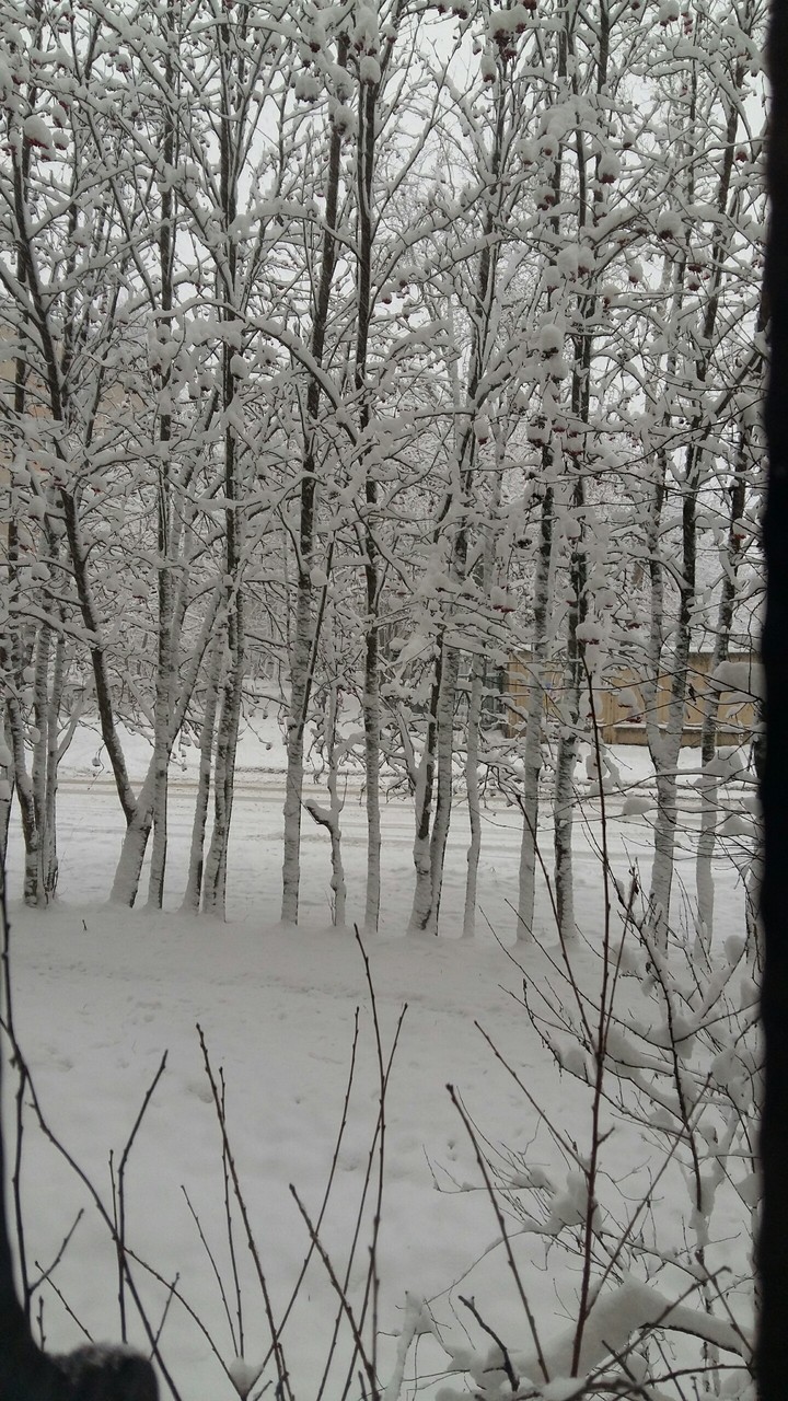 первый снег