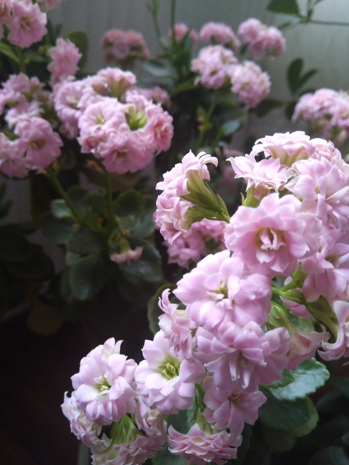Pink flowers