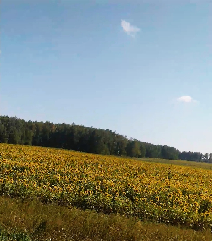 Sunflowers