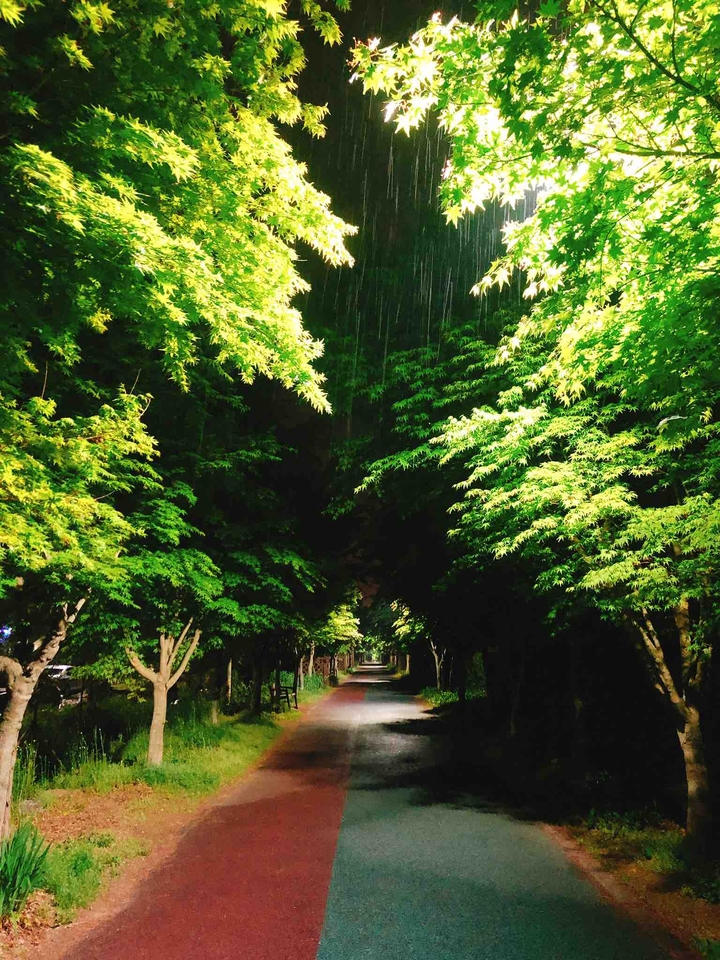 a rainy forest park