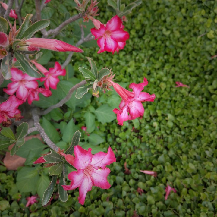 Desert Rose