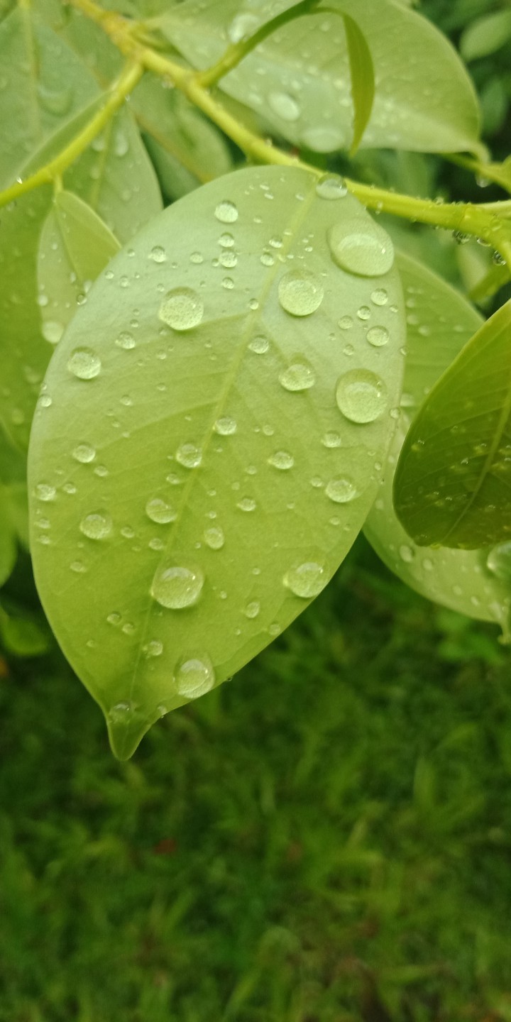 A rainyday with the beautiful leaves (chlorophyll)