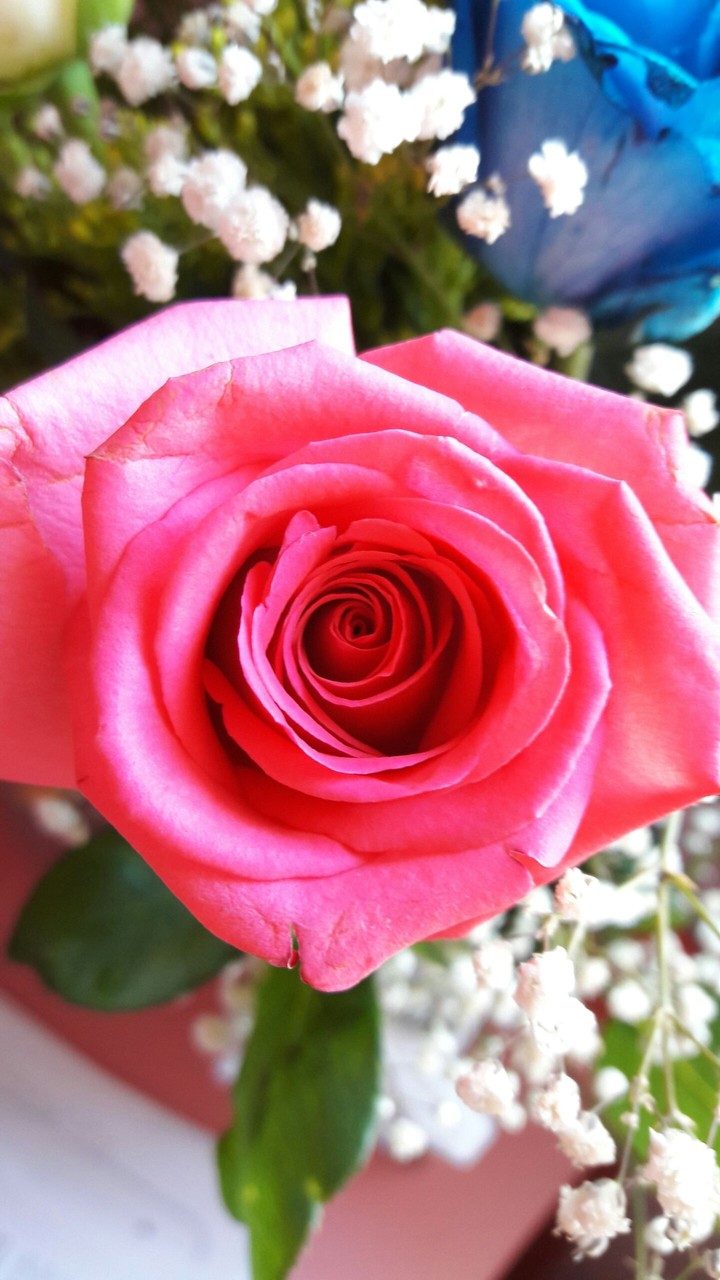 Pink Rose