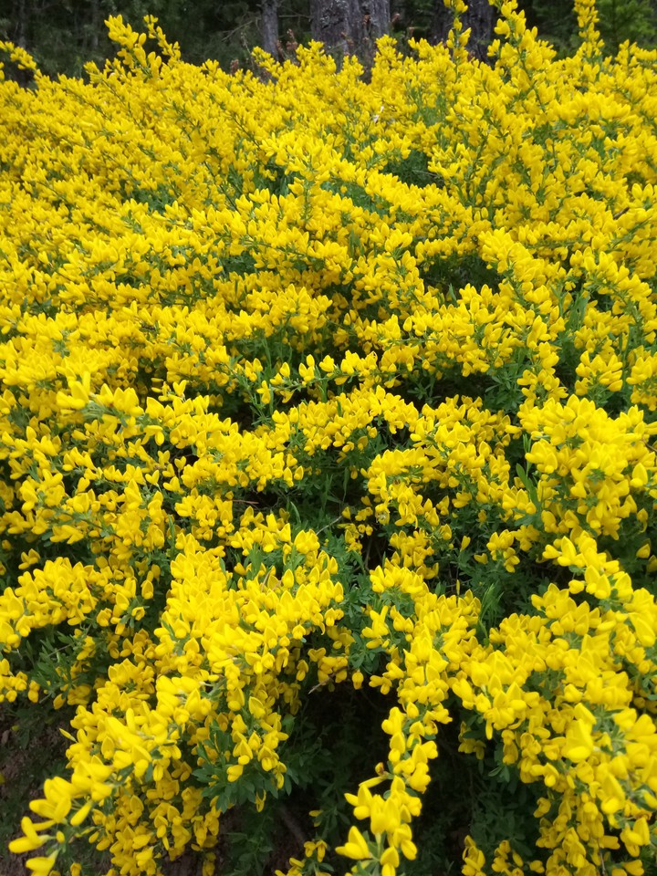 beautiful yellow