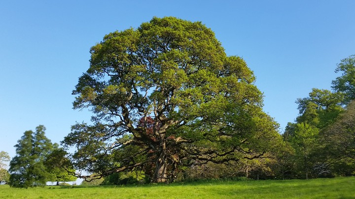 tree