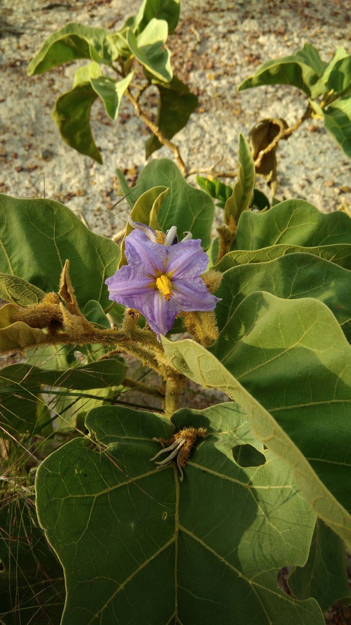 flor