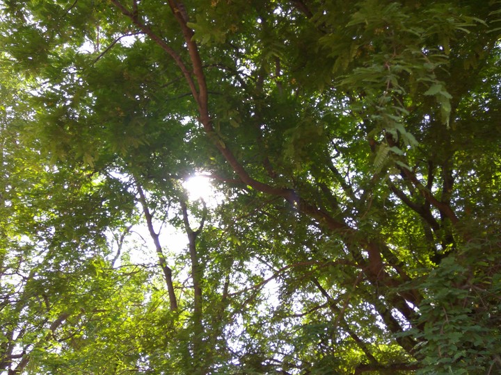 Small forest