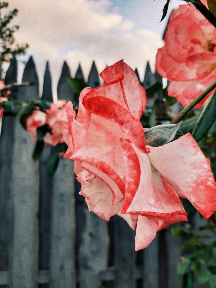 Rose