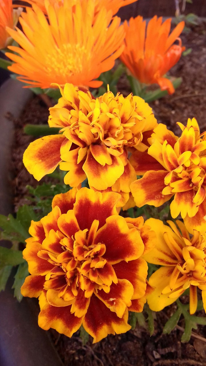 Flower!!! Cute!!